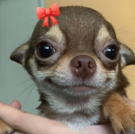 Cute Khmer