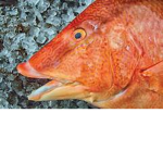 Fish_Squad