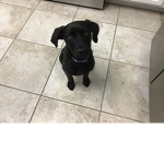 Respect the dogs and puppy’s