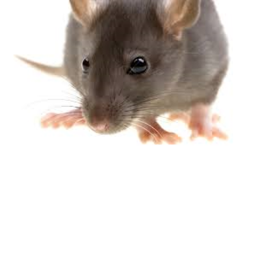 Adopt a Pet Rat