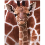 Giraffe squad .......