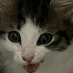tanucha