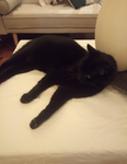 binkyfans