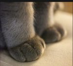 •meow