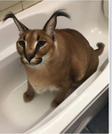 The cat M E M E S gang