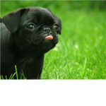 pug people