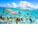 Aquatic wipeout