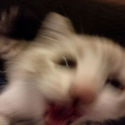 cat rh pfp Roblox decal