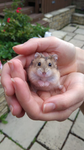 Hamster gang party