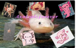 Cute axolotl forever