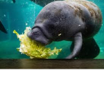 Manatee Productions