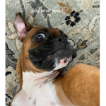 Crazy Dog’s