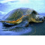 save the beautiful turtles