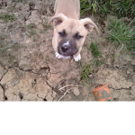 dog lovines