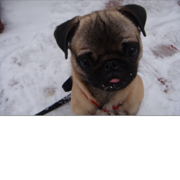 Mighty and super pugs pirate :3