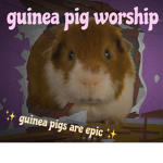 guinea pig worship