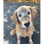 Support my dead dog