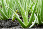 AloeVera's Friends Hangout Club