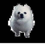 doggo-