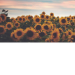 ‘•Aesthetic Gang•’