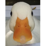 Duckooo