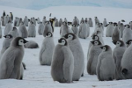 The Little Penguin Army