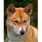 The Dingo In Its Natural Habitat