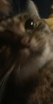 D3CAYED