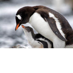 Pleetus