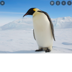 Penguin Famo
