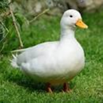 the duckling gang!