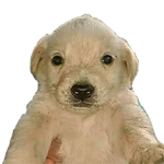 Taller ninja sable