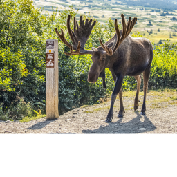 Moose!