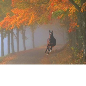 Autumn's Equestrian Center + Rescue + Hospital