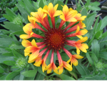TheJoyfulMinnow's