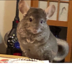 Chinchilla family