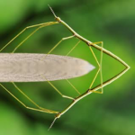 I yam a stick bug