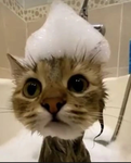 funny epic cats
