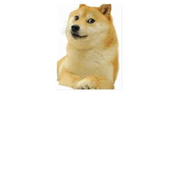 Doge army training center!