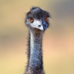Emu / Chips
