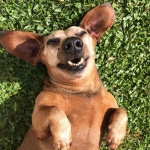 stankydogsz