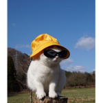 cats aestheic clothes