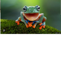froggy