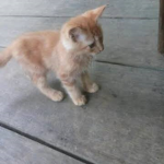 smiley cat