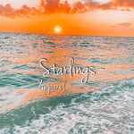 - Starlings -