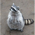 Raccoon bruddahs