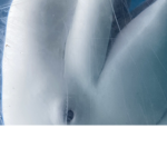 BELUGA WHALES :)
