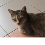 the cats are cute they never fight with you the ki