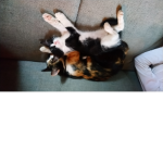 LA FAMILI DES CHATS
