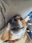 Japanese Derp